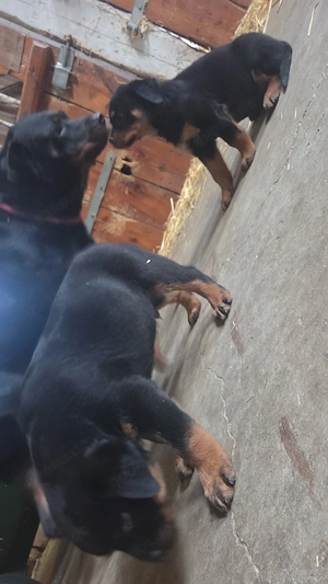 Rottweiler welpen abzugeben 