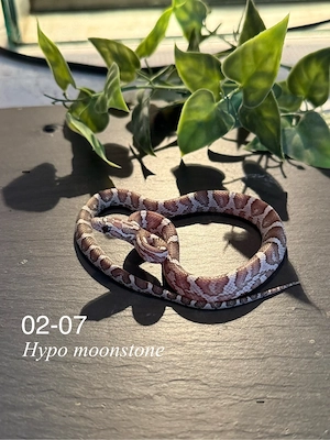 Kornnattern (Pantherophis guttatus)   NZ 2026