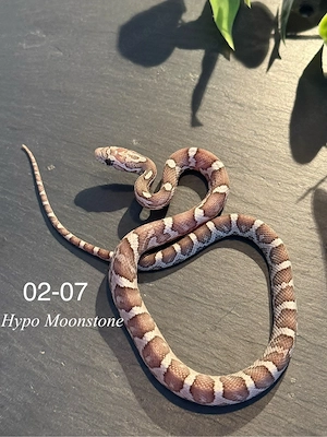 1.0 Hypo Moonstone kornnatter