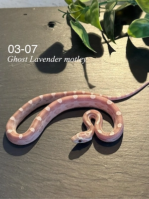 0.1 Ghost Lavender motley kornnatter 