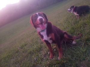 Appenzeller Sennenhund Rüde,havanna 