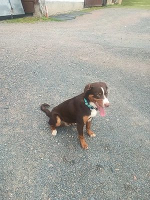 Appenzeller Sennenhund Rüde,havanna 