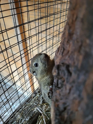 nestjunge chin.Baumstreifenhörnchen 