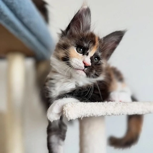 Lernen Sie unsere wunderschönen 13 Wochen alten Maine-Coon-Kätzchen kennen   flauschig, verspielt,