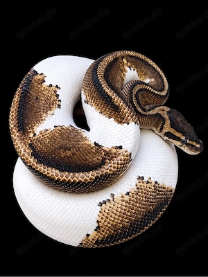 1.0 YB Gravel Pied 66%het Hypo 