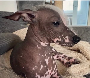 "Xoloitzcuintle Snoopy" 