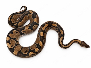 0.1 Classic het Pied (Adult)