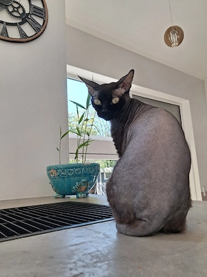 Sphynx Dame sucht ein Zuhause 