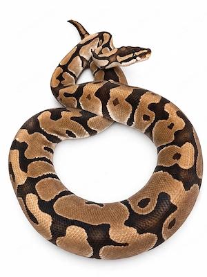 0.1 Classic DH Albino Clown  (Adult)