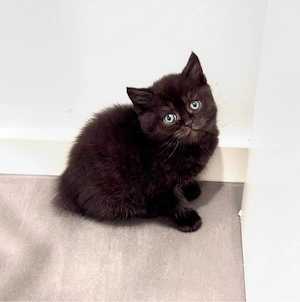 reinrassige black smoke Britisch Kurzhaar Kätzchen Kitten BKH Abgabebereit