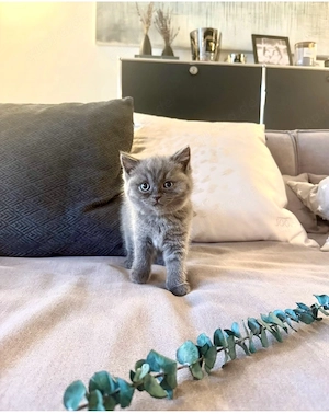 3 jungs Reinrassige Britisch Kurzhaar Kätzchen Kitten BKH Abgabebereit