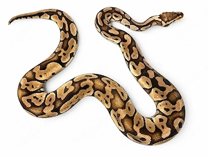 0.1 Pastel het Clown (Adult)