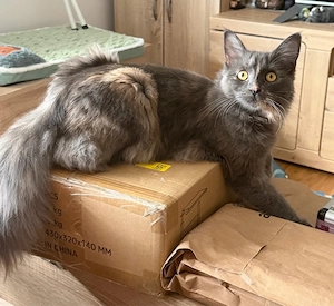 nur noch diese süße Maine Coon Torti Mädchen