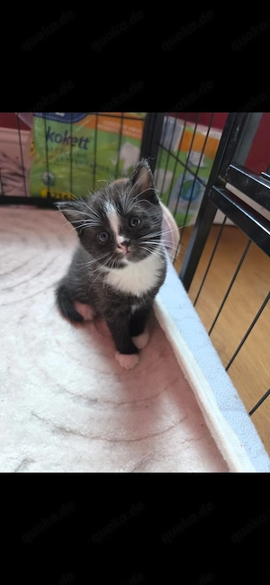 BKH Kitten abzugeben      