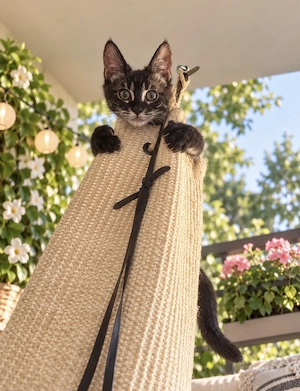 Maine Coon , Bengal Mix Kätzchen selten polydaktyl 