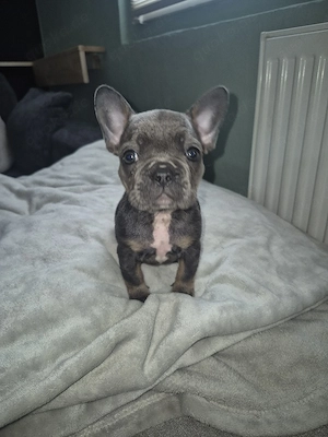 Franz. bulldogge welpen suchen ab sofort ein zuhause 