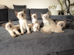 Reinrassige Siam Kitten