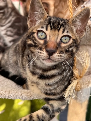 Bengalkitten Kätzchen Stammbaum gechipt geimpft