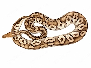0.1 Pastel Mojave. (Adult)