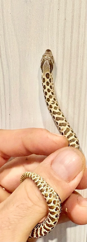 Heterodon Nasicus Hakennasennatter het Swiss