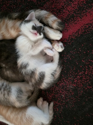 5 Kitten suchen noch ein Zuhause