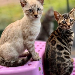 Snowbengalkitten Kätzchen weiß Stammbaum Chip geimpft