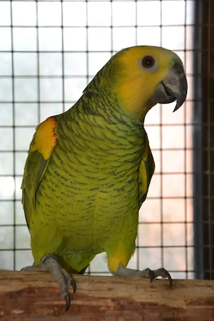 Blaustirnamazonen