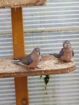 Bourkesittiche Naturfaben abgeben 