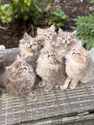 britisch Langhaar, Ragdoll, Maine Coon mix kätzchen abzugeben