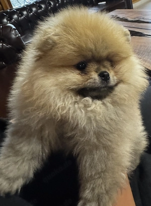 Pomeranian Welpe