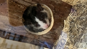 Spencer sucht liebevolles Zuhause 