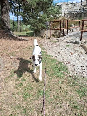 Hund Rüden in liebevolle Hände 