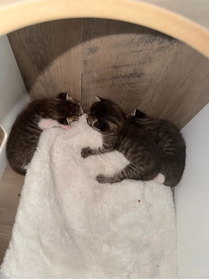 baby katzen suchen ein neues zuhause ab den 01.10
