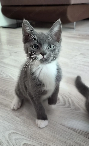 Mix Kitten 