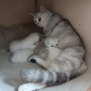 süße BKH Kätzchen suchen liebevolle Besitzer 