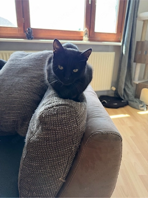 katzen abzugeben 