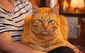 Liebenswerter roter Tiger Spirit sucht seine Menschen