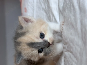 Zauberhafte Britisch Kurzhaar Kitten suchen ein liebevolles Zuhause 