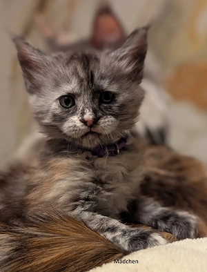Reinrassige Maine-Coon-Kitten aus liebevoller Hobbyzucht