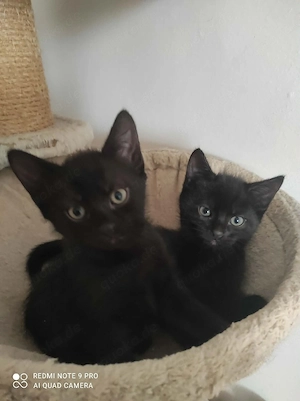 Süße Katzenbabys suchen ein liebevolles Zuhause 