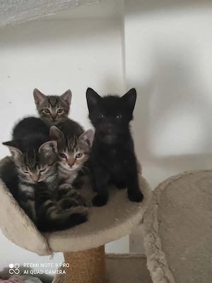 Süße Katzenbabys suchen ein liebevolles Zuhause