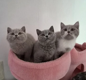 Bkh Kitten 
