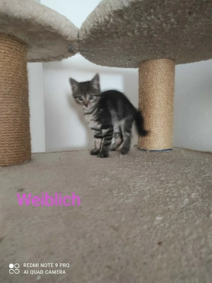 Süße Katzenbabys suchen ein liebevolles Zuhause (weiblich reserviert)