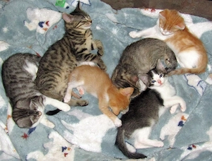 Katzen - Hauskatzen - Kitten - Katzenbabys - Glückskatzen