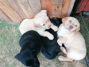 Liebevolle Labrador Welpen schwarz blond