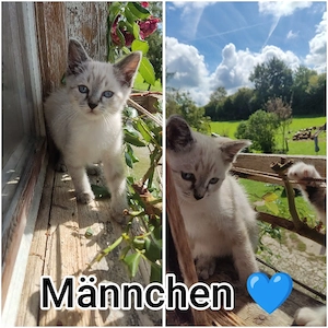 siam mix zu verkaufen 