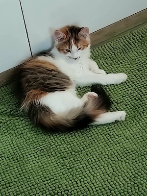 Reinrassige Maine Coon Miez sucht Zuhause ohne Papiere 