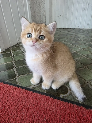 BKH Kitten in Golden Shaded Mädchen