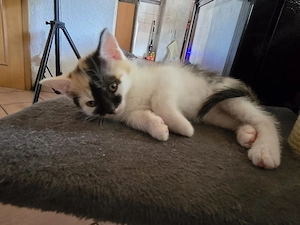 EKH Kitten Glückskatze