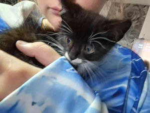 kater verkaufen 